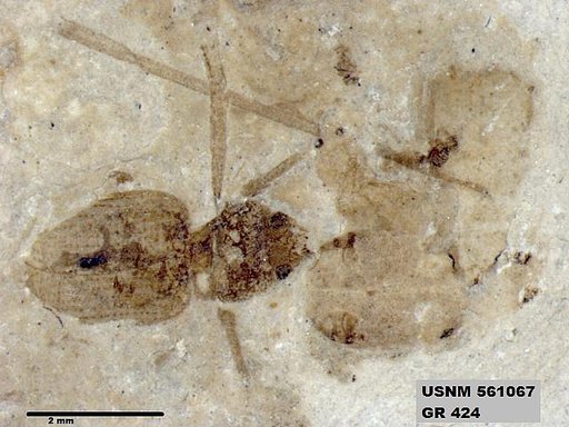 Insecta
