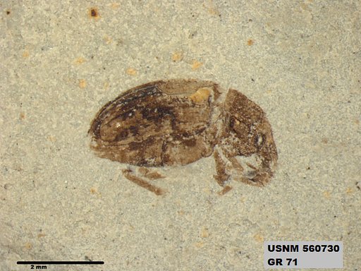 Insecta
