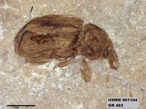 Insecta