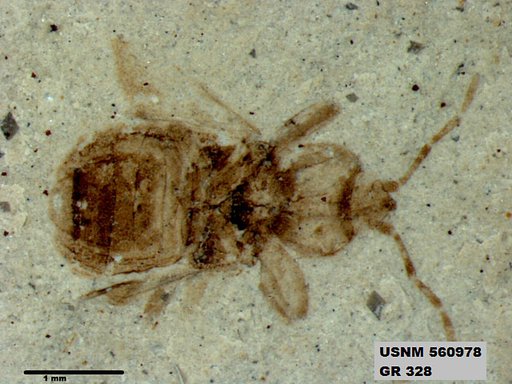 Genus sp