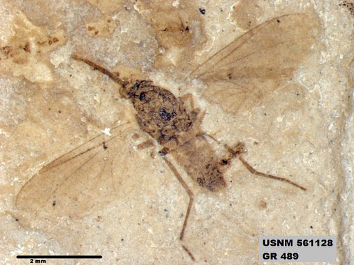 Insecta