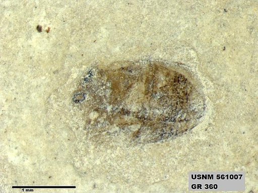 Insecta
