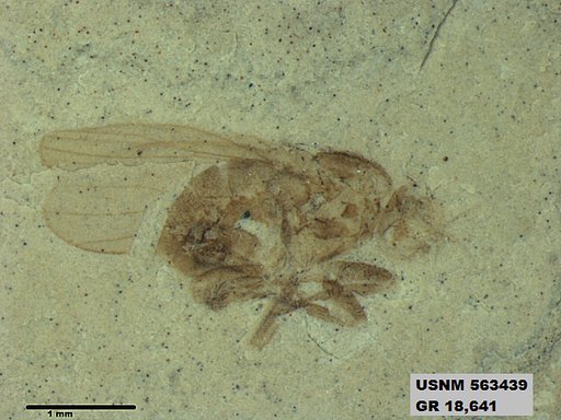 Insecta
