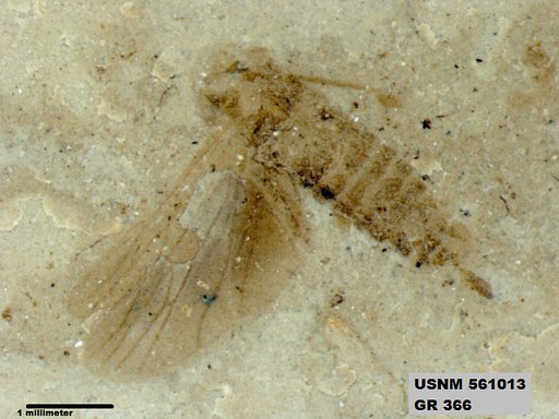Genus sp