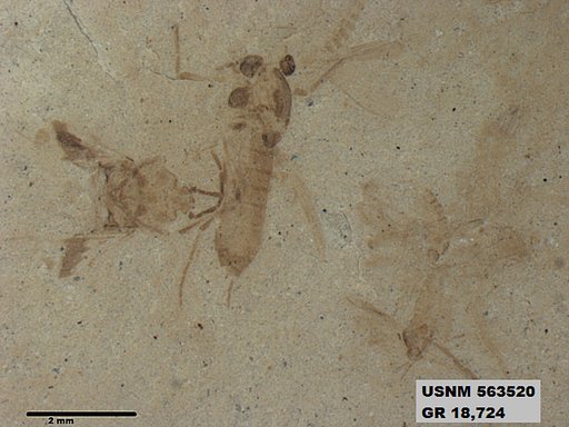 Genus sp
