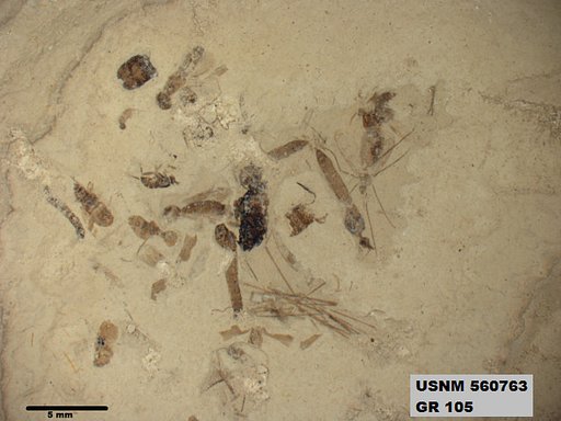 Tipula sp