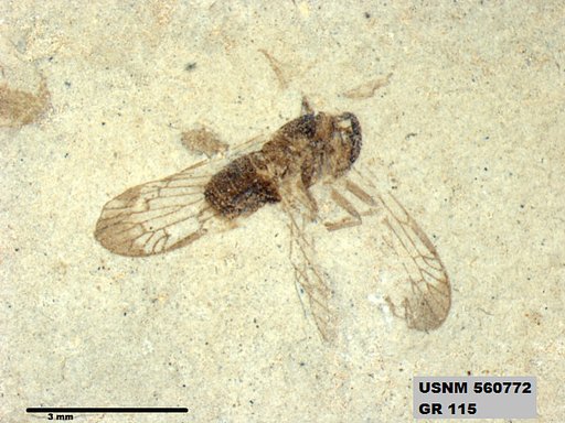 Genus sp