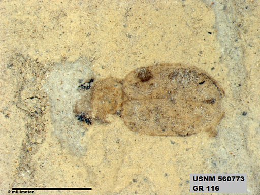 Genus sp