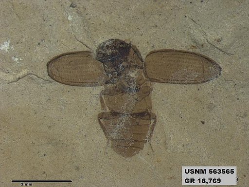 Insecta