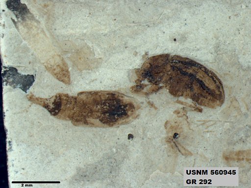 Insecta