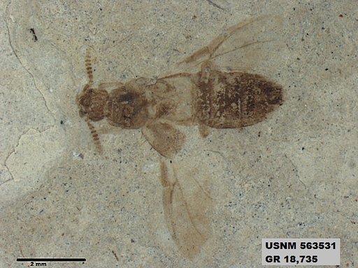 Genus sp