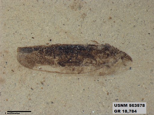 Insecta