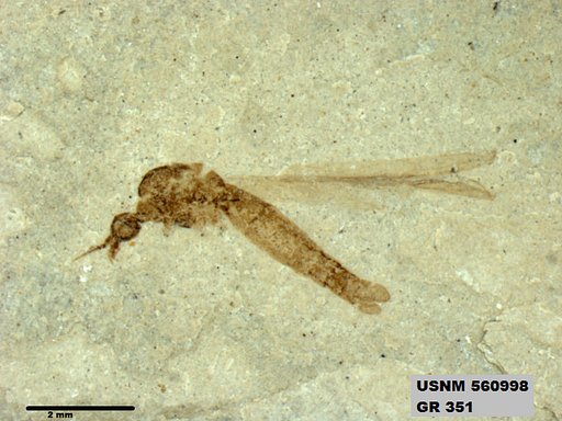 Genus sp