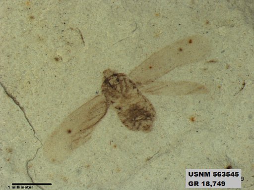 Insecta