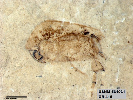Genus sp