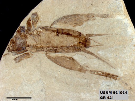Eogryllus elongatus