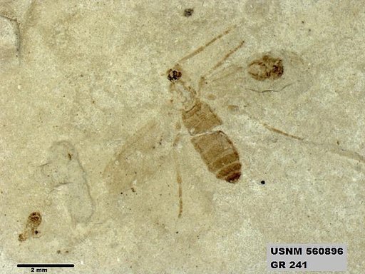 Insecta