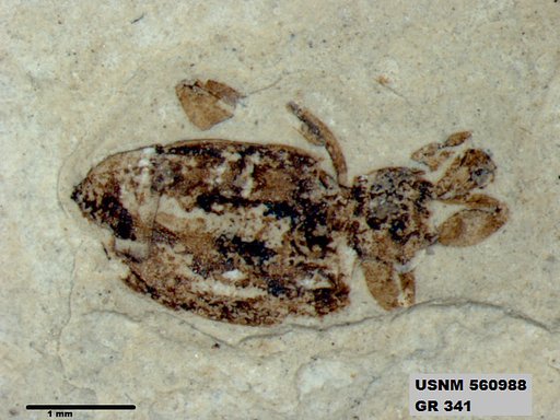 Insecta