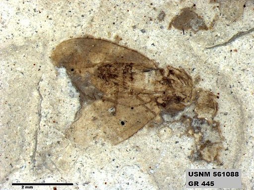 Insecta