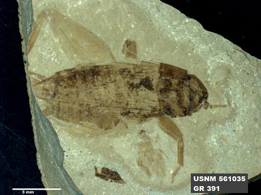 Genus sp