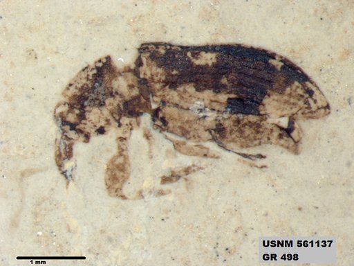Insecta