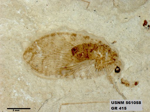 Tipula sp