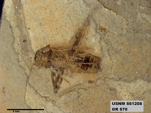 Genus sp