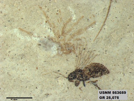 Insecta