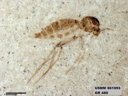 Insecta