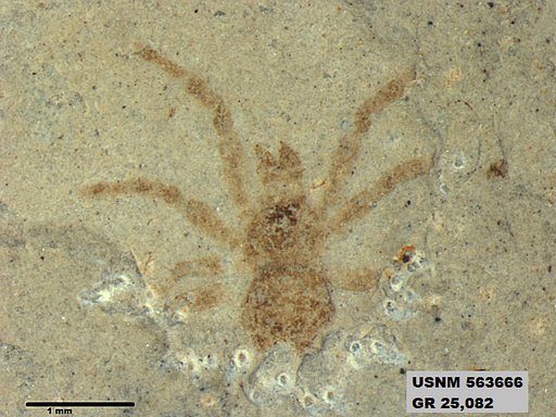 Insecta