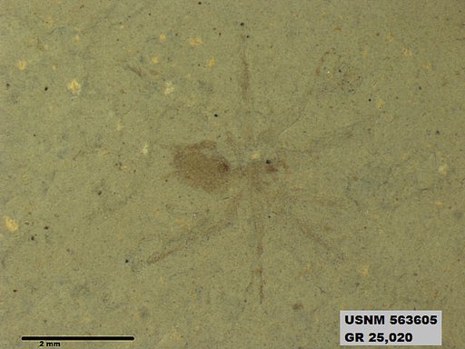 Genus sp