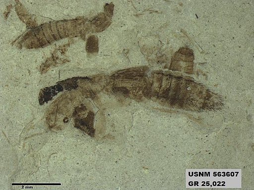 Genus sp