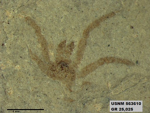 Genus sp