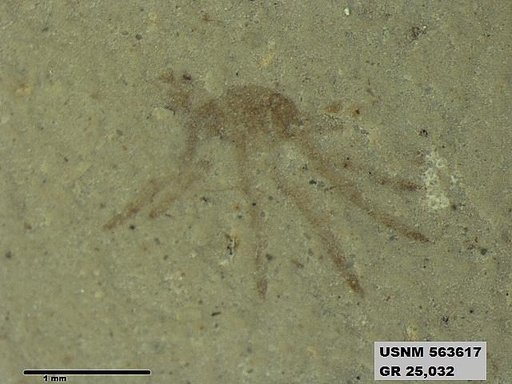 Genus sp