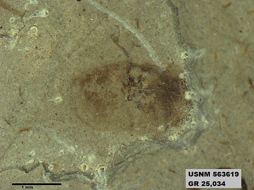 Genus sp