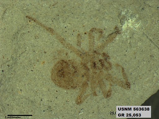 Insecta