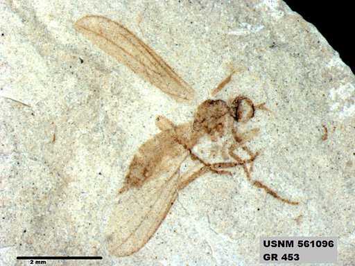 Genus sp