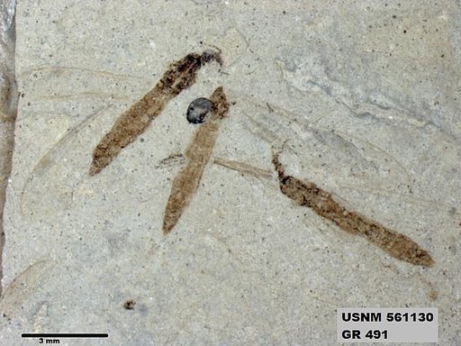Genus sp