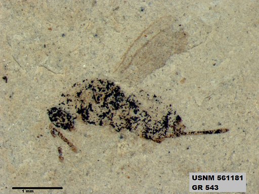 Genus sp
