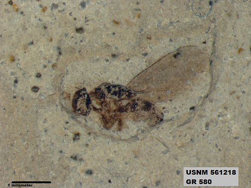 Insecta