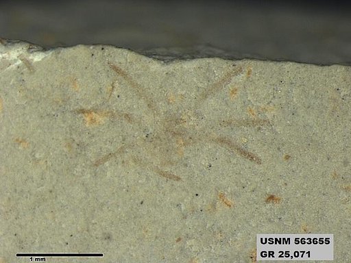 Insecta