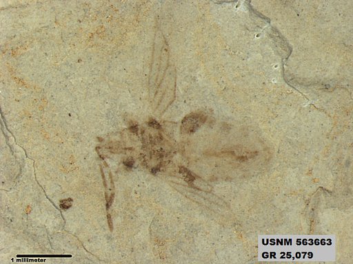 Genus sp