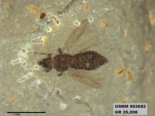 Insecta