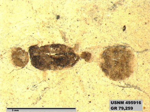 Myrmecites rotundiceps