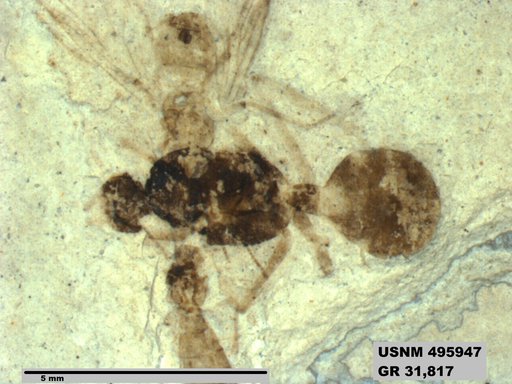 Eoformica pinguis