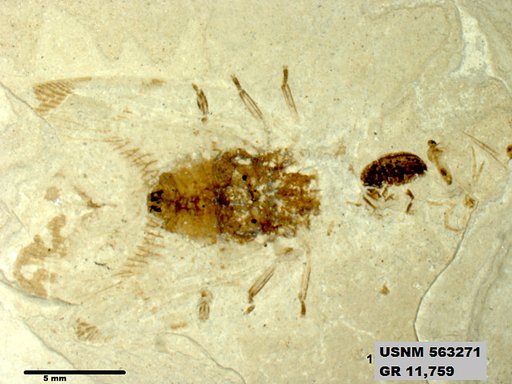 Genus sp
