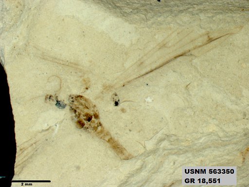 Insecta