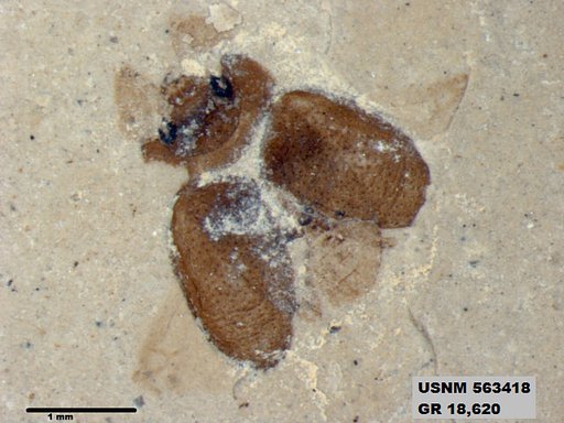 Genus sp