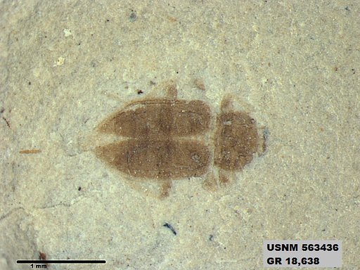 Genus sp