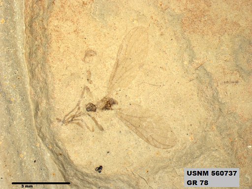 Insecta